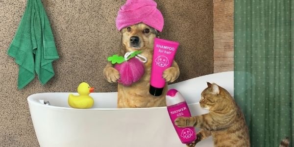 Grooming Essentials To Keep Your Pet Smelling Good All Day Long