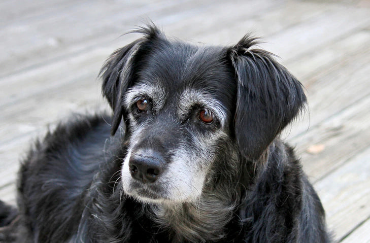 How To Take Care Of Senior Dogs